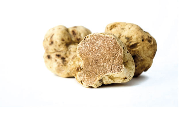 White winter truffle